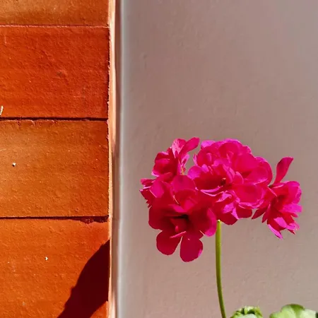 Terracota 2 Quartos Parque Pet Friendly Apartment *